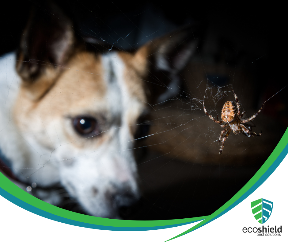 Can Spiders Harm My Dog?